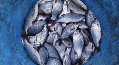Украина резко сократила вылов рыбы во внутренних водоемах