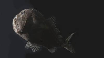 Ученые нашли в глубинах рыб, которые практически "невидимы" - фото