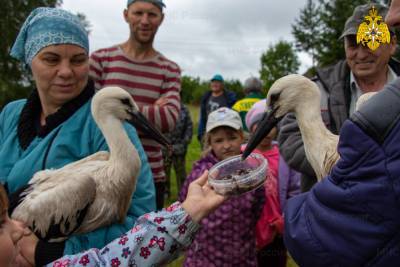 В Тверской области спасатели помогли семейству аистов вернуться в гнездо