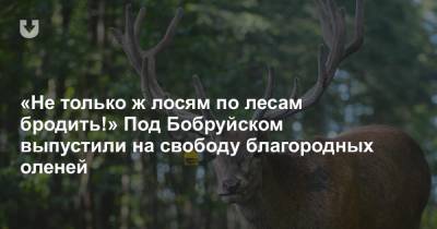 «Не только ж лосям по лесам бродить!» Под Бобруйском выпустили на свободу благородных оленей