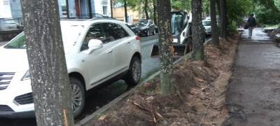 Подрядчик повредил более 100 деревьев при ремонте тротуара в центре Петрозаводска (ФОТО)