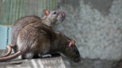 Подпольные бои крыс запечатлели на видео в Сингапуре - видео