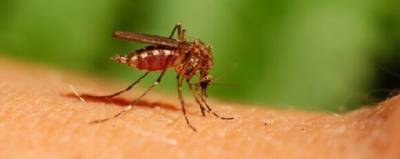 Самок комаров научились превращать в самцов внедрением одного гена