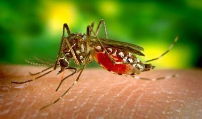Американские генетики отучили комаров кусаться, сменив их пол