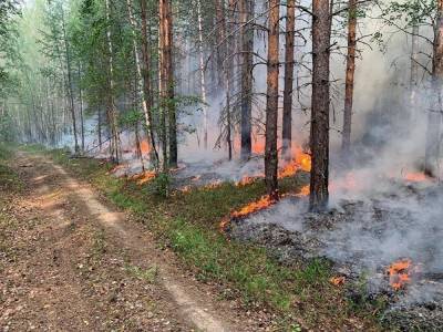 СКР начал доследственную проверку по факту лесных пожаров в ХМАО