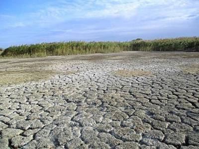 Ущерб от засухи в России уже исчисляется миллиардами рублей