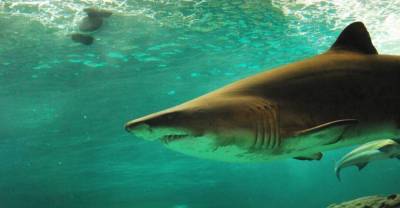 В Австралии отцу удалось спасти 10-летнего сына из пасти акулы: удивительные детали | Мир | OBOZREVATEL