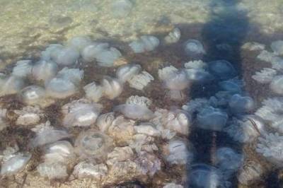 Нет места для купания: отдыхающие сетками вылавливали "медузную кашу" из Азовского моря