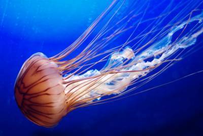 Вывозят тачками: курорты Азовского моря атакуют медузы (видео)