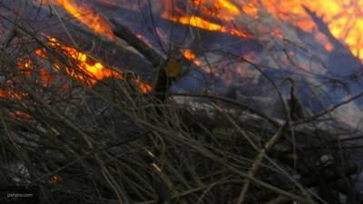 Крупный лесной пожар в Оренбуржье привел к введению режима ЧС