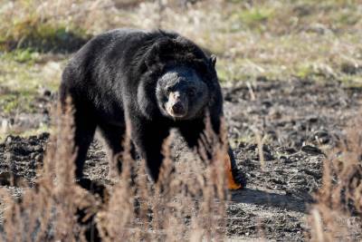 Гималайский медведь напал на жителя Приморского края