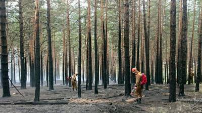 Для борьбы с лесными пожарами в России вызвали искусственные дожди