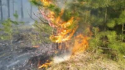 Для тушения лесных пожаров в Сибири вызвали дождь