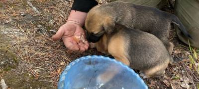 Поисковики в Карелии спасли щенков, выброшенных в лес умирать