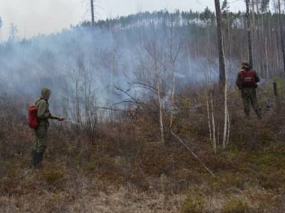 Следственный комитет начал проверки из-за крупных лесных пожаров в Югре