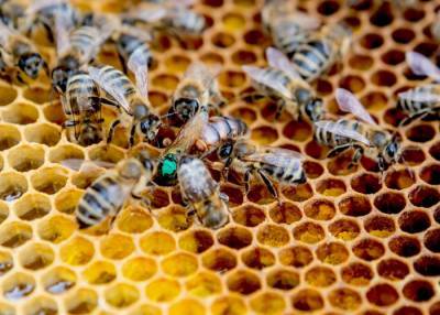 Гибель пчел вновь фиксируется в Удмуртии