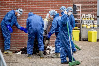 В Европе убили миллион норок из-за вспышек коонавируса на зверофермах