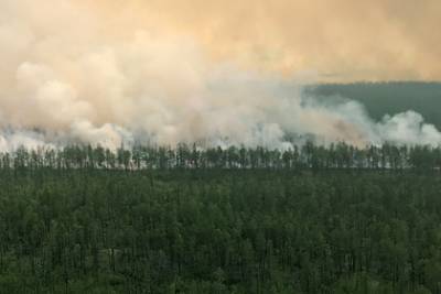 Площадь лесных пожаров в России уменьшилась на 21 процент