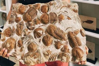 Ученые нашли в Ленобласти плиту с трилобитами возрастом полмиллиарда лет