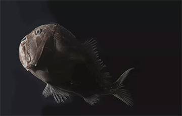 Ученые нашли рыб с кожей, которая поглощает 99,95% света