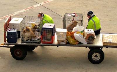 Ветеринар рассказал о породах собак, для которых авиаперелет смертельно опасен