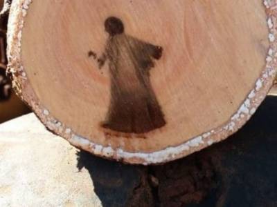 В Бразилии на дереве узрели образ Иисуса Христа