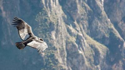 Ученые рассказали о способности птиц лететь без взмахов крыльев 172 км
