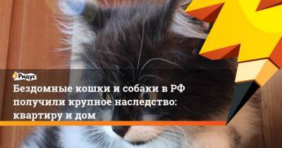 Бездомные кошки и собаки в РФ получили крупное наследство: квартиру и дом