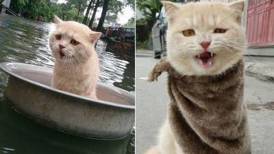 Плавающий в тазу по затопленному Ростову кот покорил Сеть