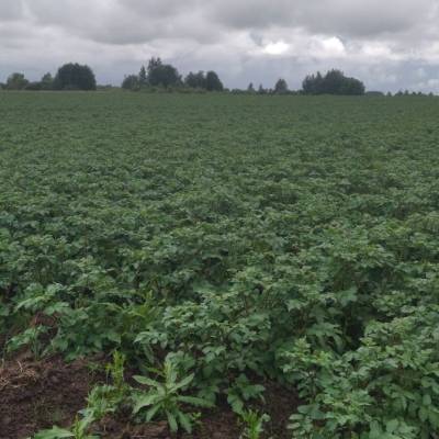 В Тверской области продолжается обследование картофельных полей