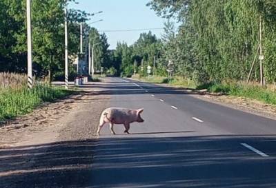 Свинья прогулялась по проезжей части в Варских