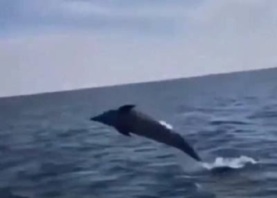 В море на Херсонщине дельфин устроил настоящее шоу для отдыхающих (ВИДЕО)