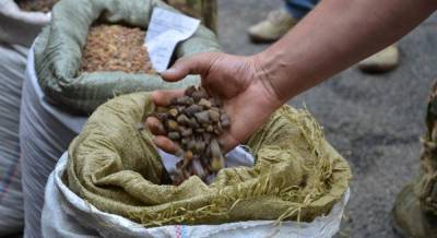 Впервые в Украине выдали лицензию на легальную добычу янтаря в Ривненской области