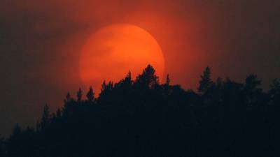 В России за сутки потушили 113 лесных пожаров