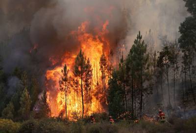 За сутки в России ликвидировали 113 лесных пожаров