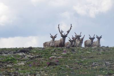В Байкальском заповеднике в Бурятии подсчитали северных оленей
