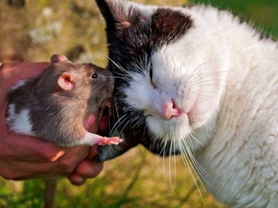 Кошка подружилась с крысой и покорила Сеть