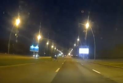 Видео: ранним утром иномарка сбила лося на Пулковском шоссе