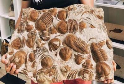 В Ленобласти палеонтологи нашли большую плиту с древними членистоногими