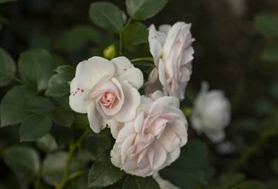 Россыпь цветов: в парке Монрепо распустились розы