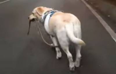 На Филиппинах забавная собака выгуливает сама себя (ВИДЕО)