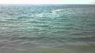 На пляжах Одессы и Затоки море грязное, купаться не советуют