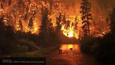 Более 13 тысяч гектаров леса горит в ХМАО