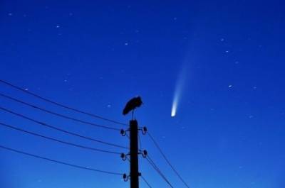 Фото дня: Аист и комета C/2020 F3 NEOWISE