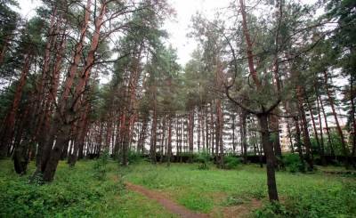 В Воронеже вырубят почти 5 тысяч аварийных деревьев «Северного леса»