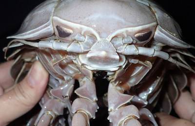 Ученые нашли на дне океана таракана, которого хочется вернуть обратно