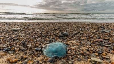 "Каша" из медуз: когда ждать нашествия?