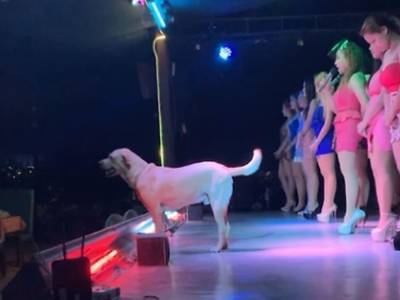 Любопытный пёс вышел на сцену и «спел» в музыкальном шоу
