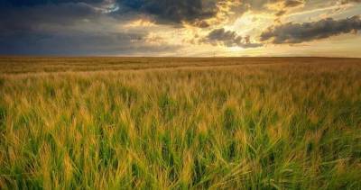 Agrarheute: Россия собирает огромный урожай пшеницы на фоне проблем у США и ЕС