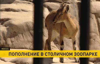В Минском зоопарке в семействе мархуров появился малыш
